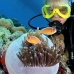 anemonefish_pink_kimafuk04_v_0217_sul2172.jpg